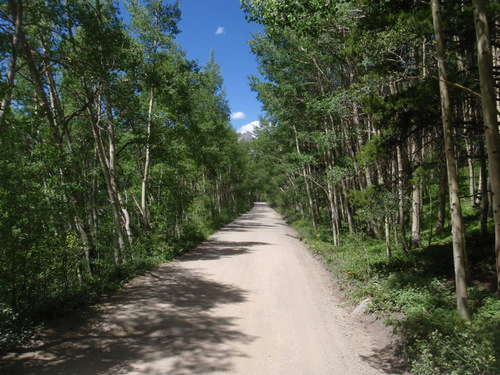 the Bee is passing through an Aspen Grove.